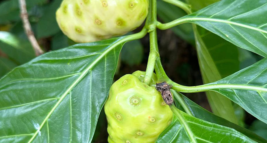 Close-up of noni fruit (Morinda citrifolia) growing on a tree with large green leaves in a tropical setting.