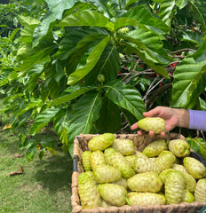 Noni Juice