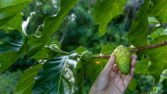 Noni Juice